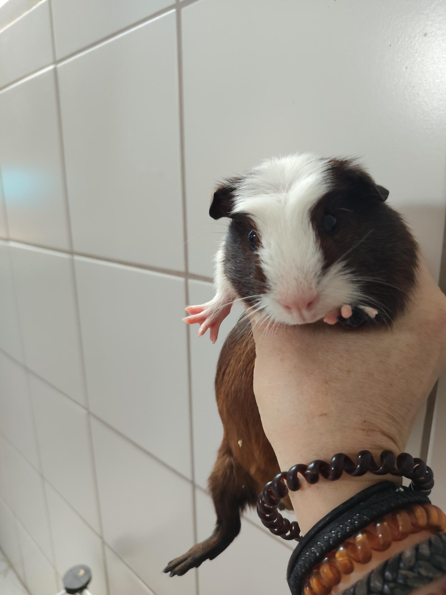Gaston